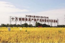 自贡关于成都商务伴游外围雇用的信息